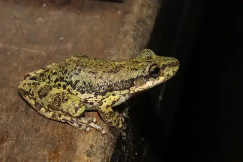 Lesser Snouted Tree Frog