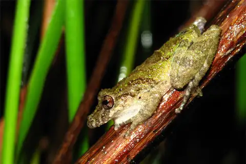 Spix's Snouted Tree Frog