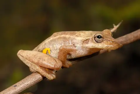 Balzapata Snouted Tree Frog