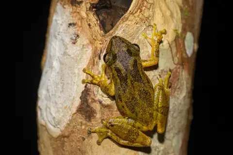 Ribeirão Branco Snouted Tree Frog