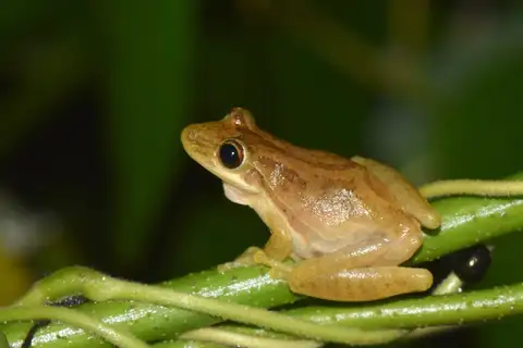 Fowler's Snouted Tree Frog