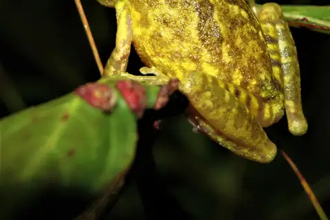 Chapada dos Veadeiros Snouted Tree Frog