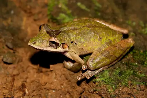 Caracas Snouted Tree Frog