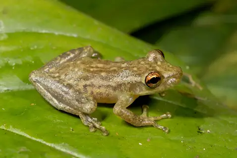 Red Snouted Tree Frog