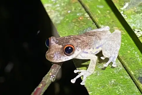Lago Jari Snouted Tree Frog