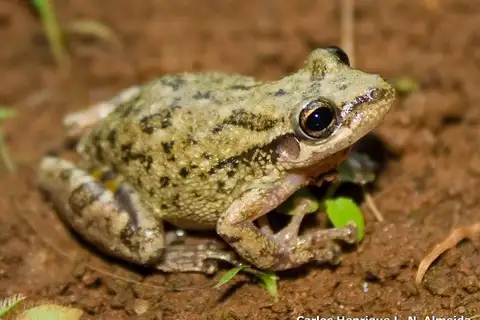 Cochran's Snouted Tree Frog