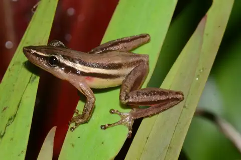 Striped Snouted Tree Frog