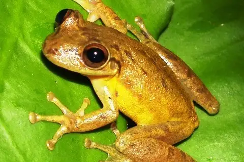 Stauffer's Tree Frog