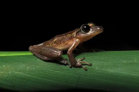 Coastal Snouted Tree Frog