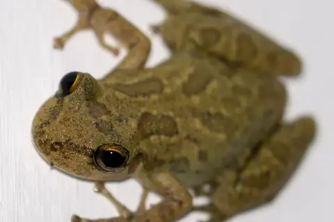 Venezuela Snouted Tree Frog