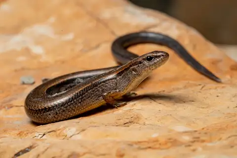 Little Brown Skink