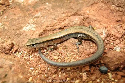 Reeves's Ground Skink