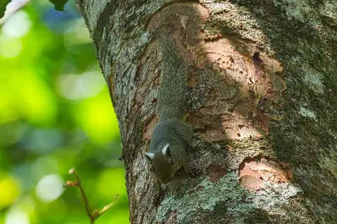 Neotropical Pygmy Squirrel
