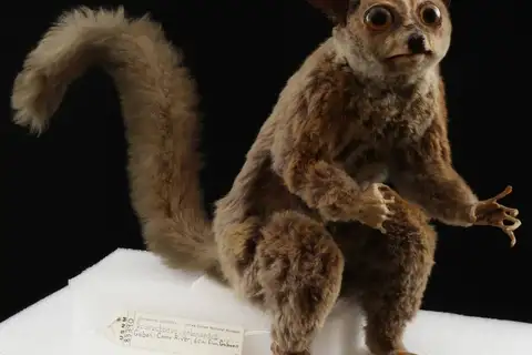 Gabon Squirrel Galago