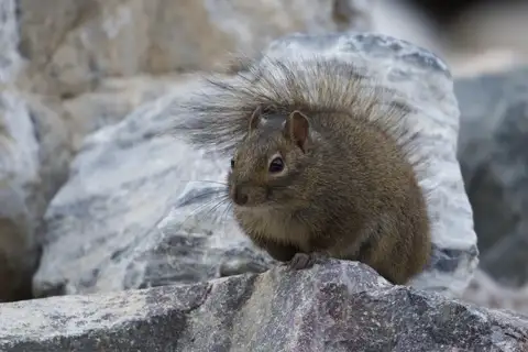 Père David's Rock Squirrel