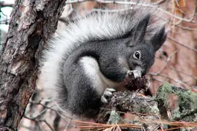 Abert's Squirrel