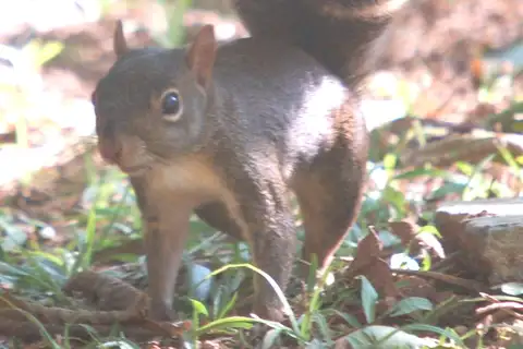 Guianan Squirrel