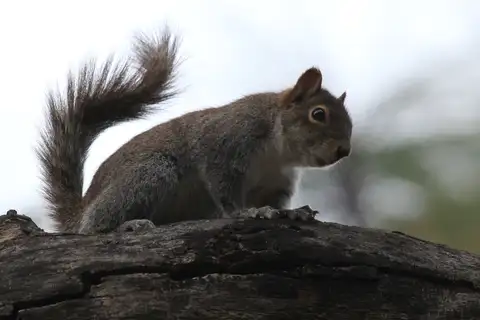 Allen's Squirrel