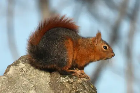 Caucasian Squirrel