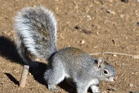 Arizona Gray Squirrel
