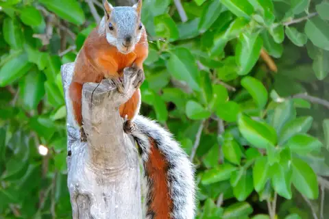 Red-bellied Squirrel