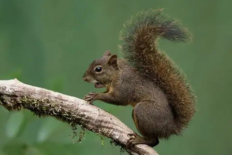 Brazilian Squirrel