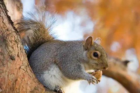 Eastern Gray Squirrel