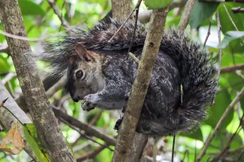 Collie's Squirrel
