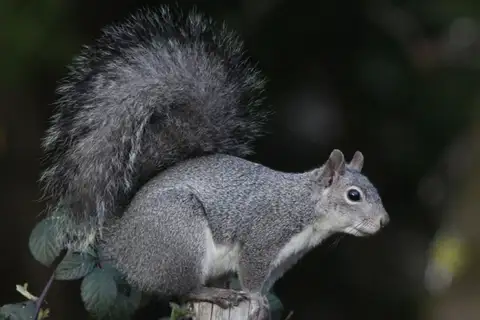 Western Gray Squirrel