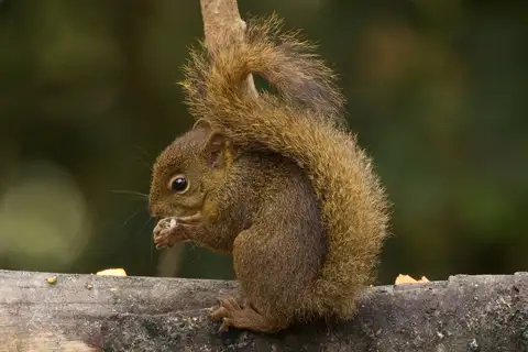 Bolivian Squirrel