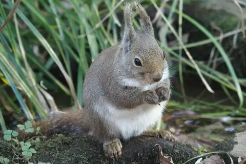 Japanese Squirrel