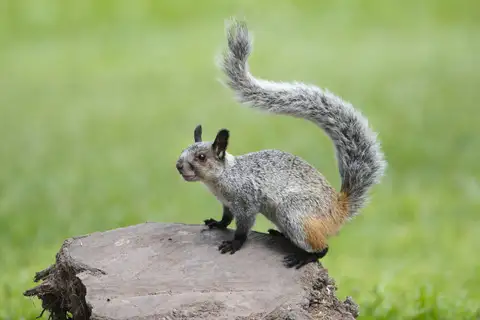 White-naped Squirrel