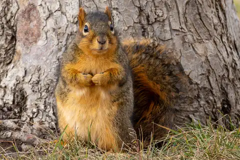 Eastern Fox Squirrel