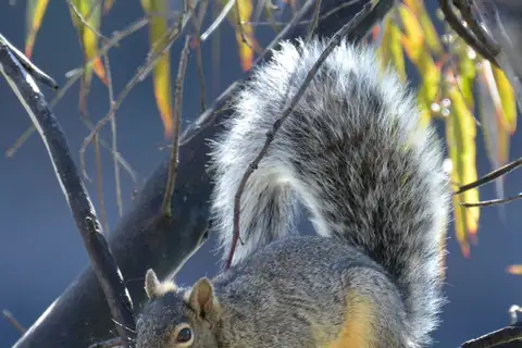 Peters's Squirrel