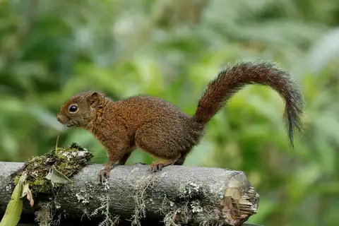 Andean Squirrel