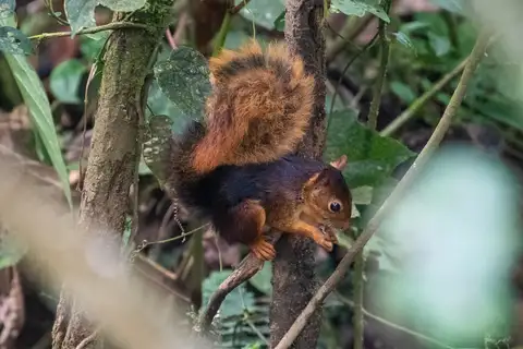 Southern Amazon Red Squirrel