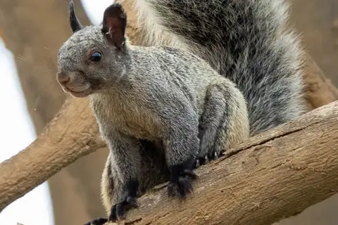 Guayaquil Squirrel