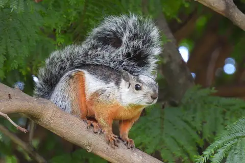 Variegated Squirrel