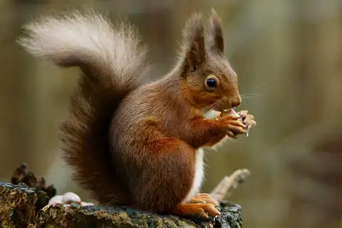 Eurasian Red Squirrel