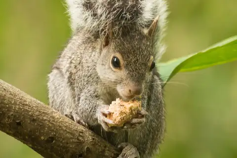 Yucatán Squirrel
