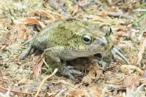Arabian Toad