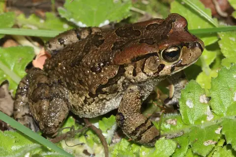 Raucous Toad