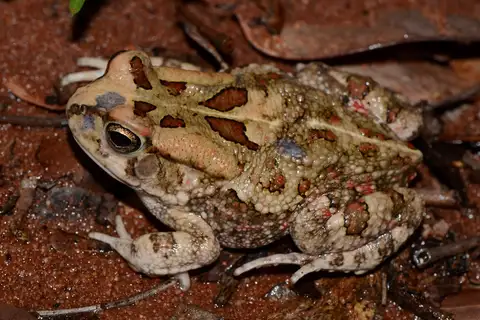 Garman's Toad