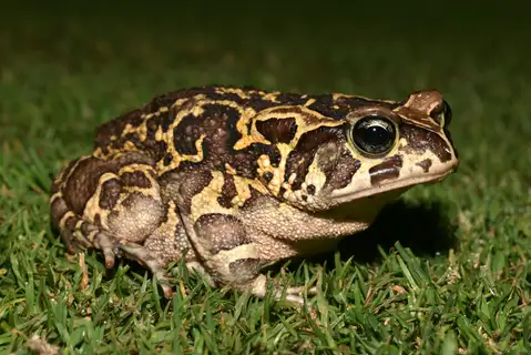 Western Leopard Toad