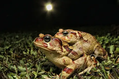 Eastern Leopard Toad