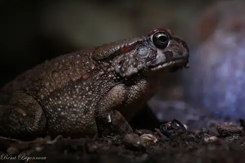 Power's Toad