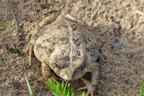 Eastern Flat-backed Toad