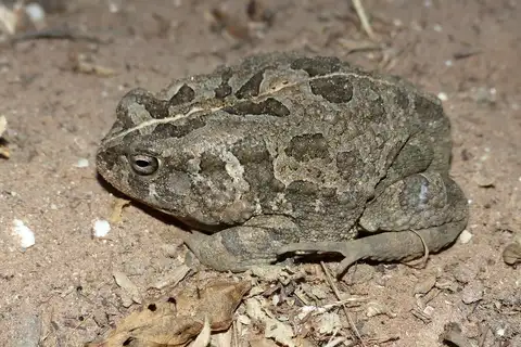 Egyptian Toad