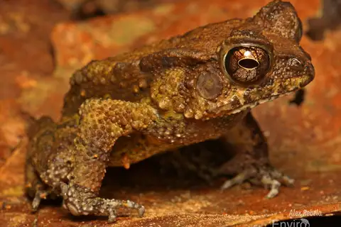 Togo Toad