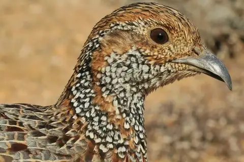 Grey-winged Francolin
